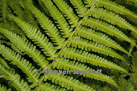 dryopteris filix mas 1 graphic